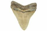 Fossil Megalodon Tooth - North Carolina #255391-2